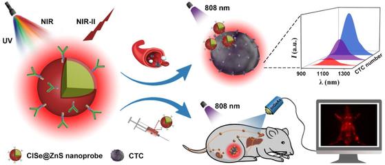 中科院福建物構(gòu)所陳學(xué)元團隊新型近紅外二區(qū)發(fā)光量子點生物標(biāo)記獲新進(jìn)展
