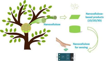 喜訊!陜西科技大學(xué)科研取得重要進展,在國際頂級期刊發(fā)表論文!