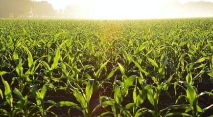 報(bào)告:農(nóng)業(yè)經(jīng)營主體困難;易生新材料:把玉米做成衣服